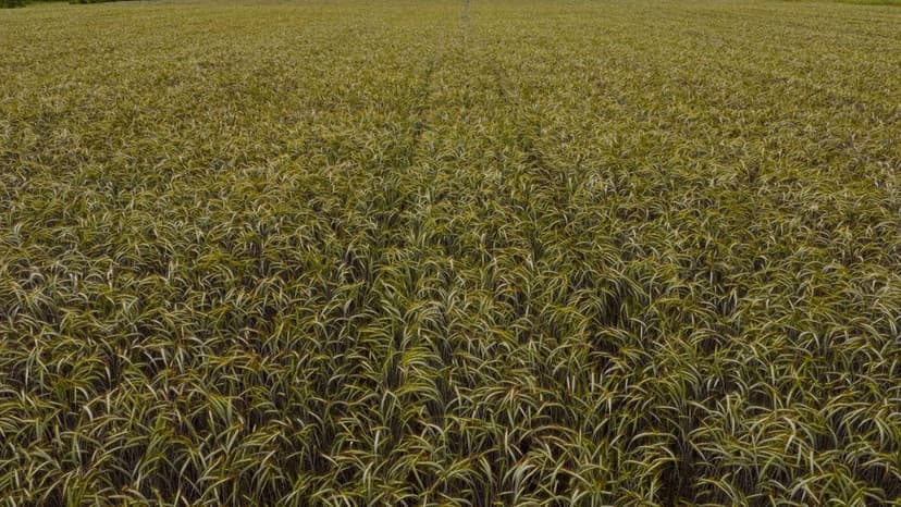 Bioestimulantes para Olivar en España: Beneficios y Aplicaciones
