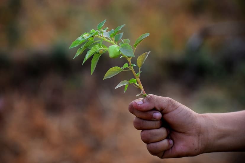 2. Identificação das doenças fúngicas em abacate orgânico