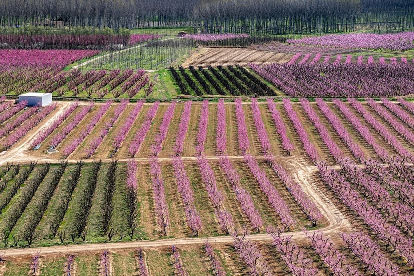 Utilisation de biostimulants pour améliorer la floraison des pruniers