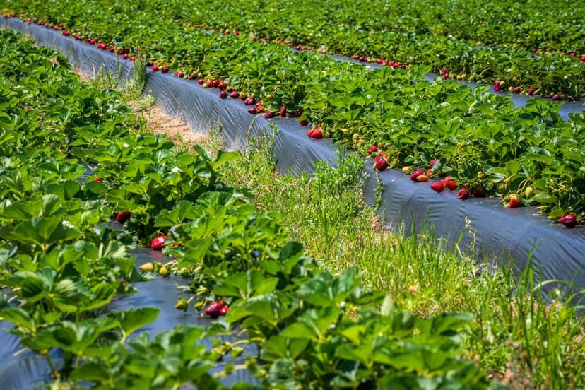 Calibre en berries: la nueva conversación agronómica