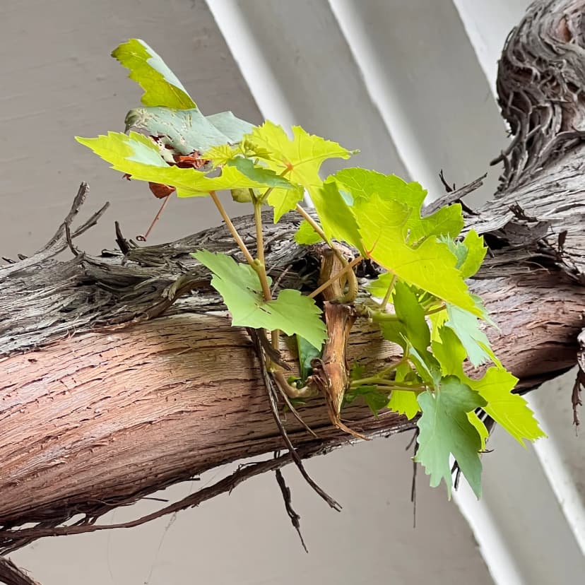 Sarmientos vigorosos de vid ecológica con entrenudos largos