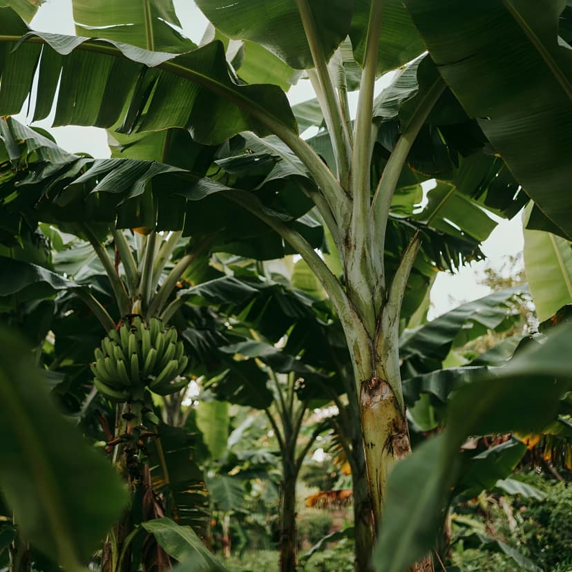 El caso real en el Valle del Cauca, Colombia
