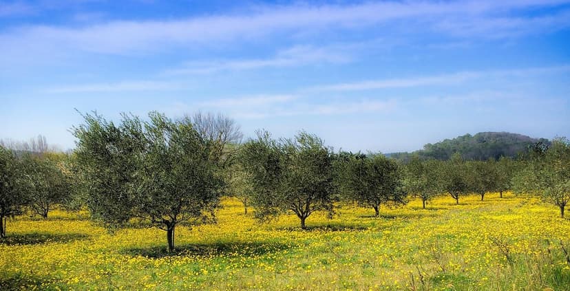 Efeito de Bioestimulantes no Rendimento da Oliveira