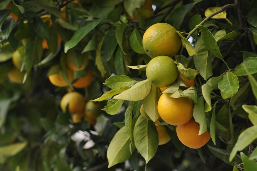 4. Causas agronômicas da deficiência de ferro