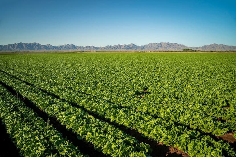 Trends in Biostimulants for Peppers and Eggplants