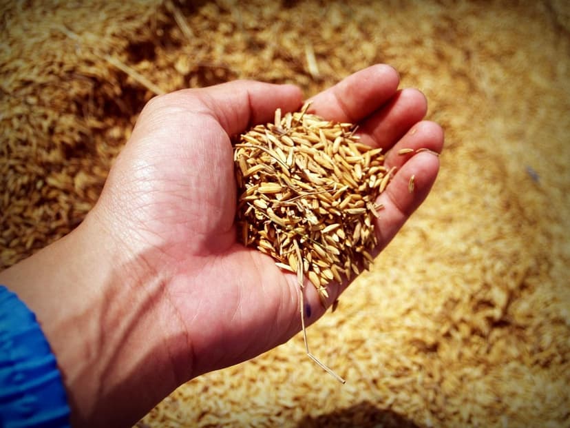 Bioestimulantes para Cultivos de Frutas: Aumente sua Produção