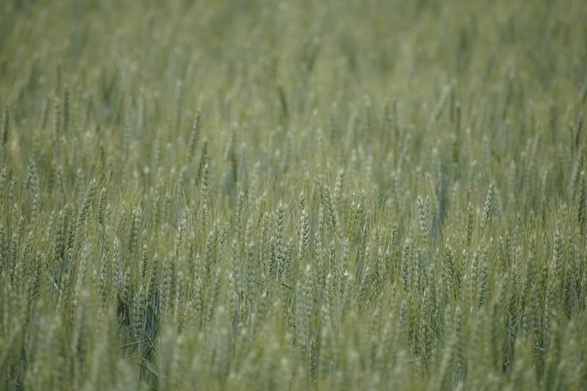 Nitrógeno Orgánico en Agricultura: Ventajas Aplicativas
