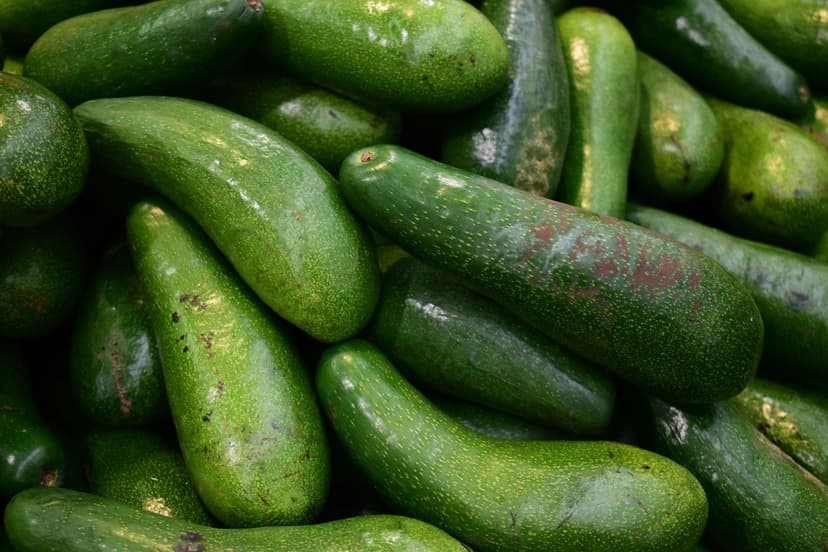 Nitrogen Fertilization in Avocado: Dosage and Key Timing