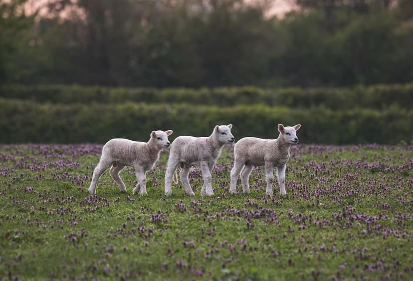 Fertilizantes Orgânicos: O Guia Definitivo para Nutrir suas Culturas d