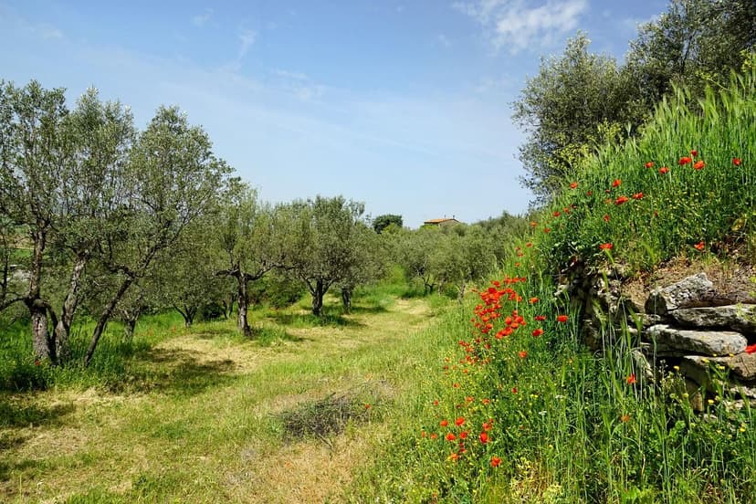 How to Correct Nitrogen Deficiency in Olive Trees