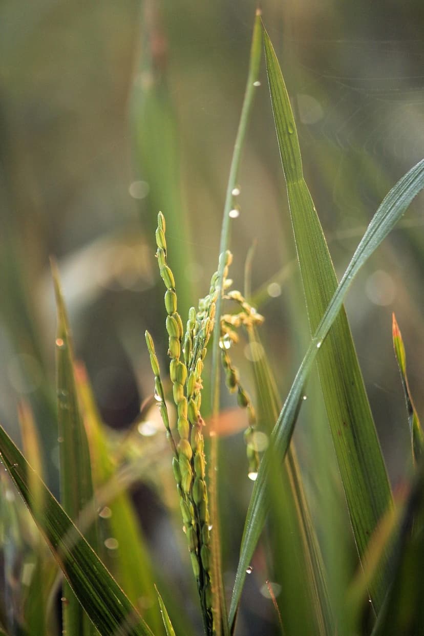 Agronomic benefits in European crops