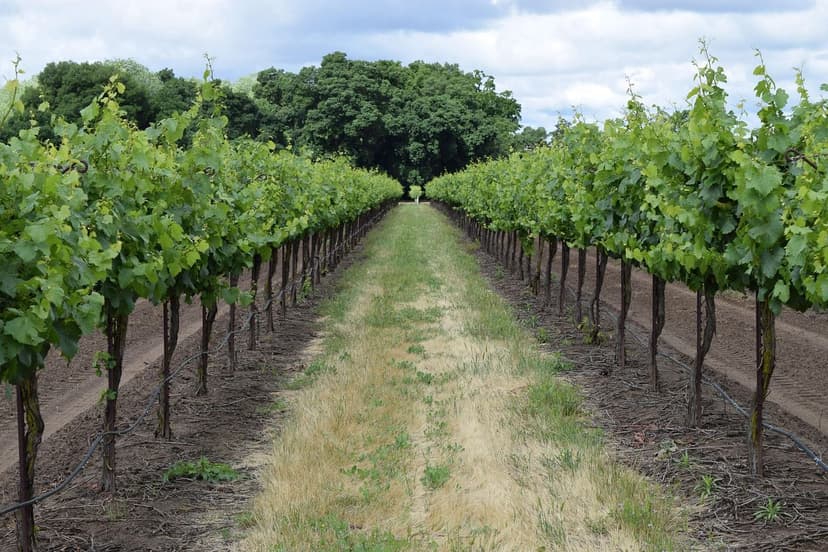Biostimulants sur vigne Tempranillo : +25% de production en Ribera del
