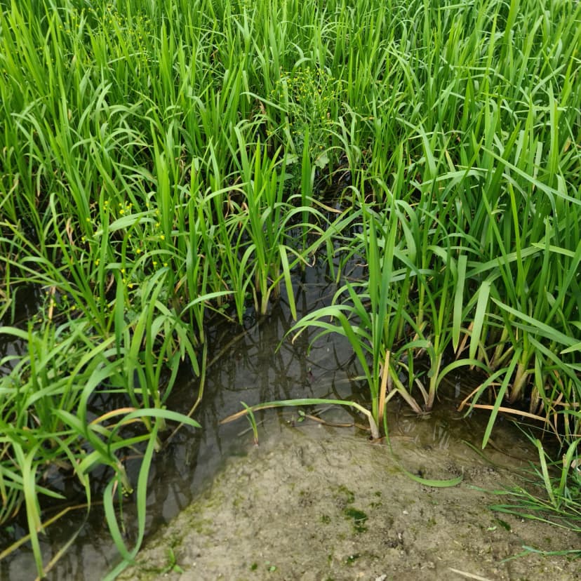 Raíces de arroz en suelo activado con Chlorella