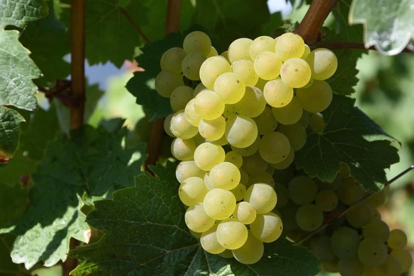 ECOGANIC POWER against ESCA in grapevine: total symptom elimination in