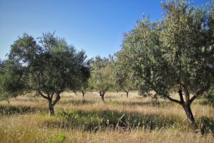 Biostimulanzien Olive Wurzelaufnahme und Ertrag