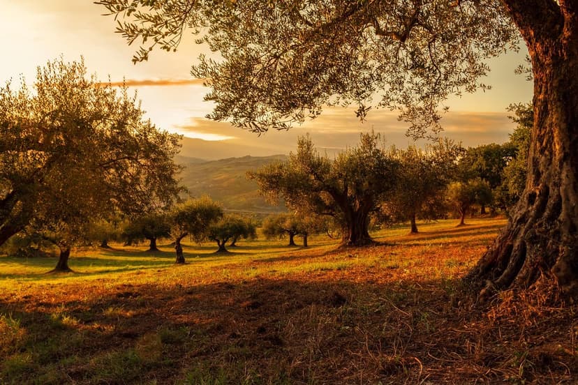 Effect of Biostimulants on Olive Tree Budding