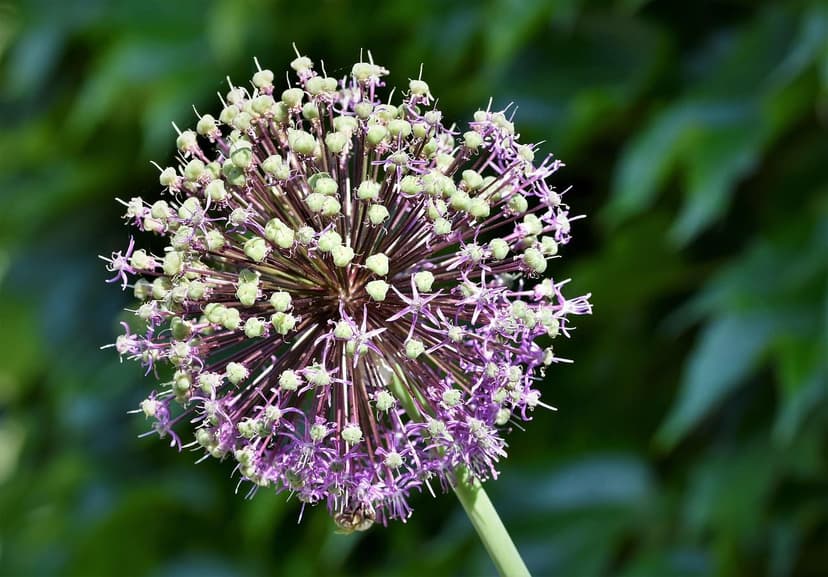 Benefici delle Alghe Unicellulari nel Pomodoro