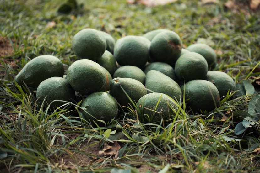 Fertilização Nitrogenada em Abacate: Dose e Momento Chave