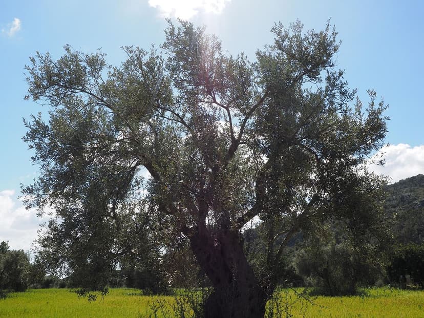Uso de Bioestimulantes no Controle de Pragas em Oliveiras