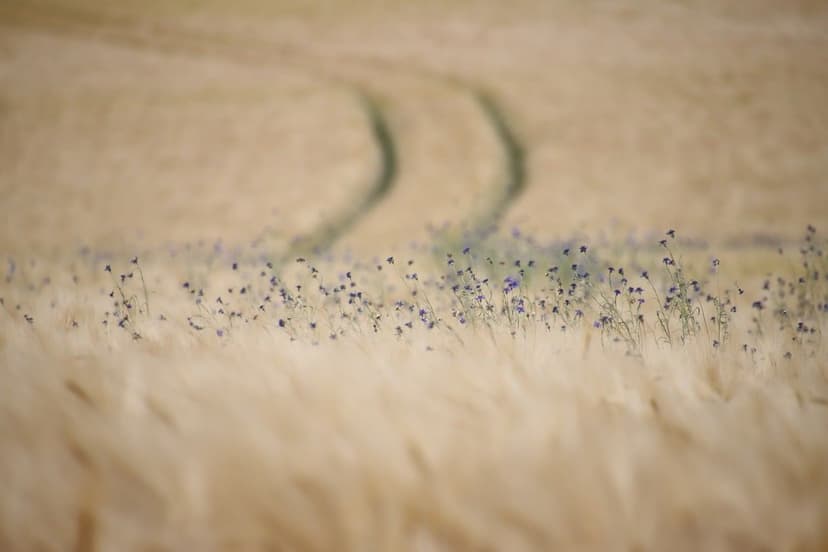 Ecoganic y la Revolución de la Agricultura Sostenible