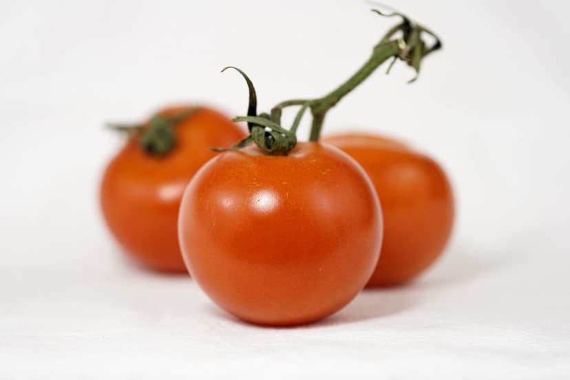 Come applicare i biostimolanti al pomodoro: metodo e momento