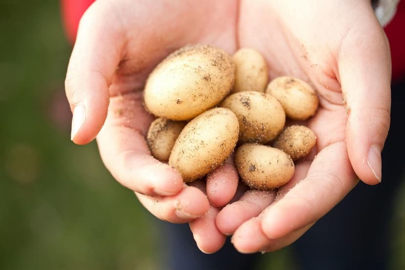Biostimolanti per Suolo e Soia in Siccità