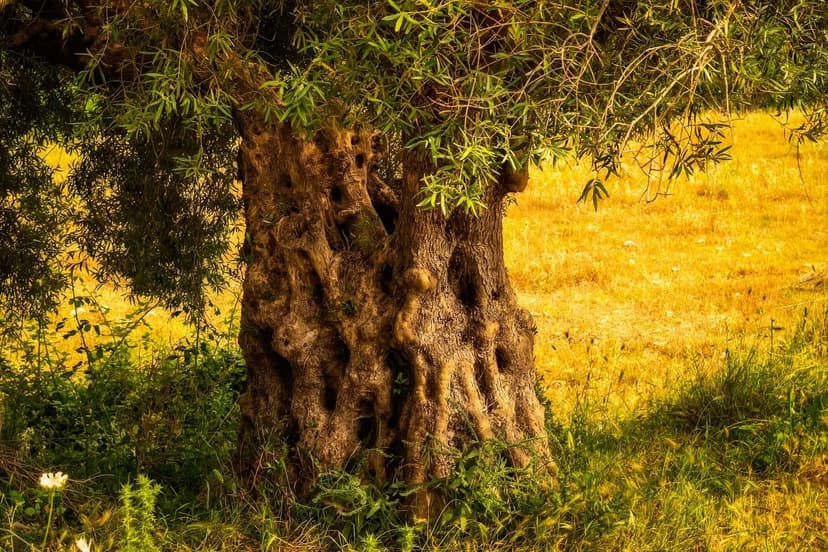 Guida passo passo per applicare bioprotettori sugli olivi