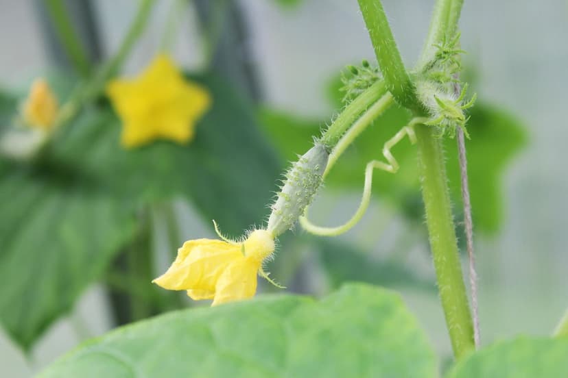 Biostimolanti per pomodoro: quando applicare e dosi