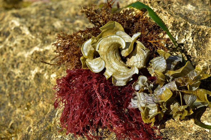 Alghe Unicellulari in Agricoltura: Benefici e Usi