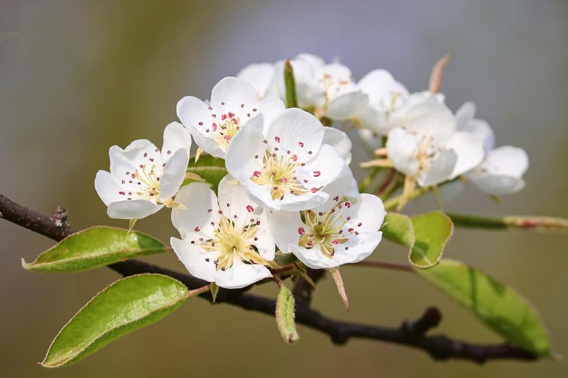 Einsatz von Biostimulanzien zur Verbesserung der Blüte bei Pflaumenbäu