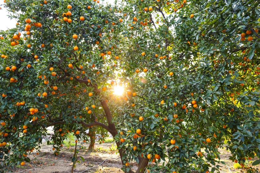 Micorrizas y absorción de nutrientes