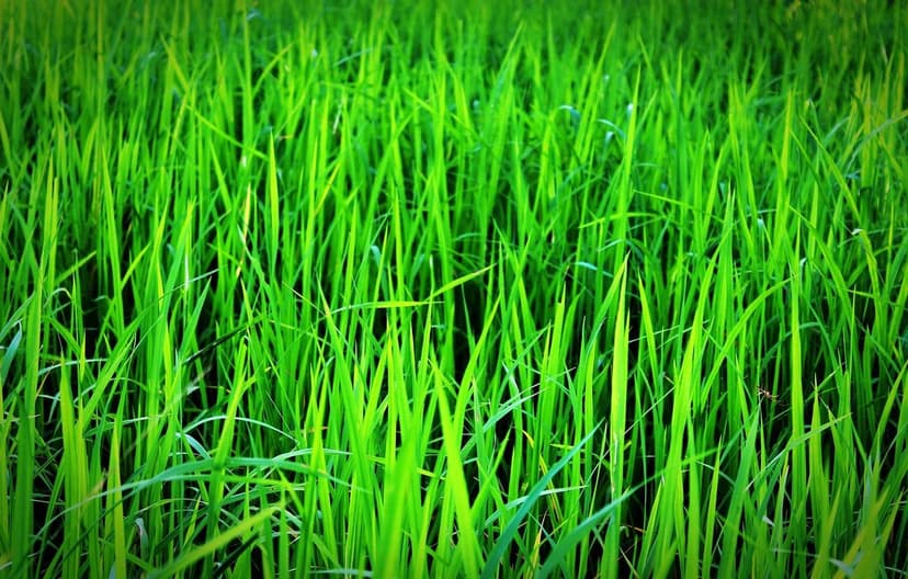 Biostimulanzien für nachhaltige Landwirtschaft in Lateinamerika