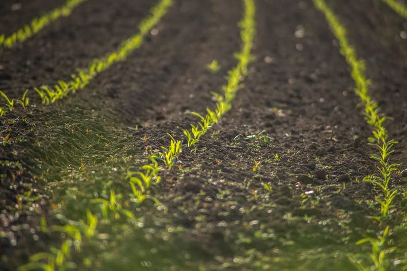 La connessione intestino-suolo: Alimenti biologici per un microbiota f