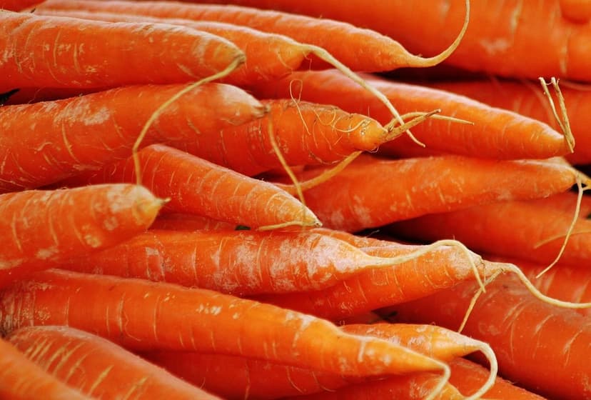 Micro-organismes du sol : améliorent la fertilité