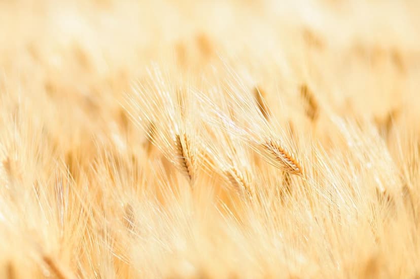 Praktischer Leitfaden zur Anwendung von Bioprotektoren im Weizenanbau