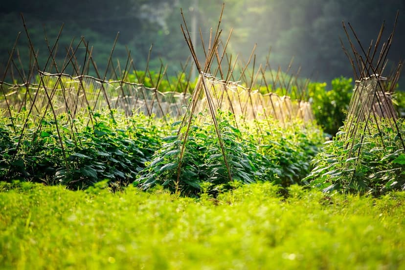 Impatto Ambientale dei Bioprotettori in Agricoltura