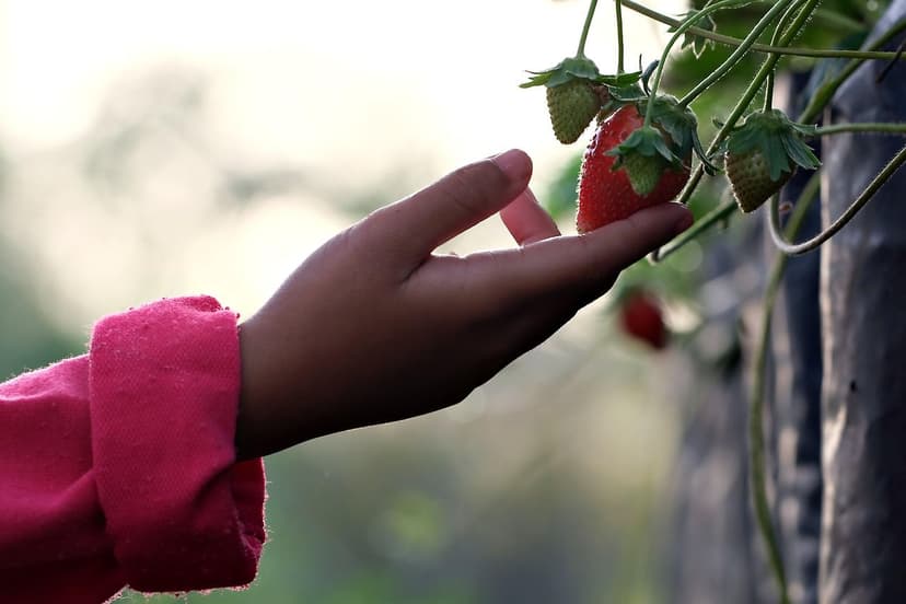 Uso di Biostimolanti nella Produzione di Pomodoro Biologico