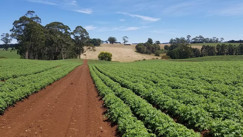 Fertilizantes orgánicos: mejora la salud del suelo