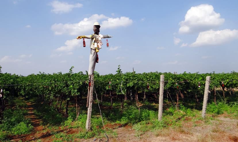Biostimulanzien für Weinreben und Trauben: Technischer Leitfaden nach 