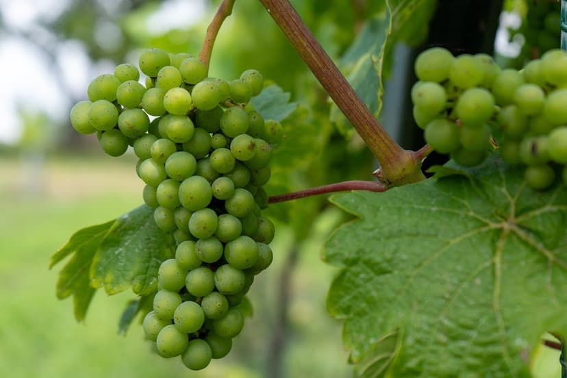 Biostimulants for Grapevine and Grape: Technical Guide by Phenology fo