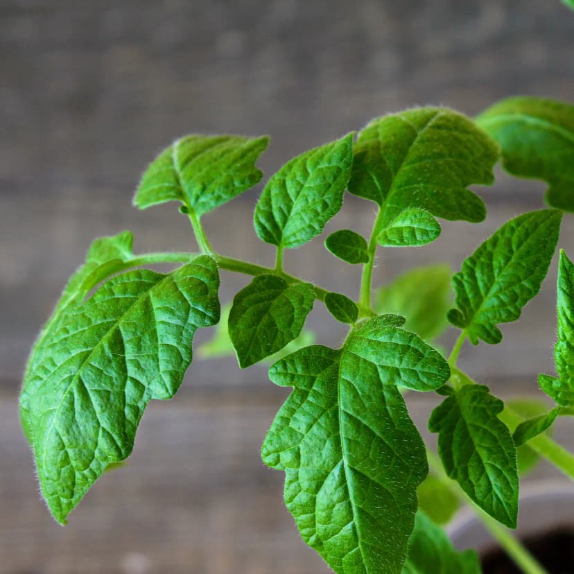 Micronutrientes y corrección de carencias
