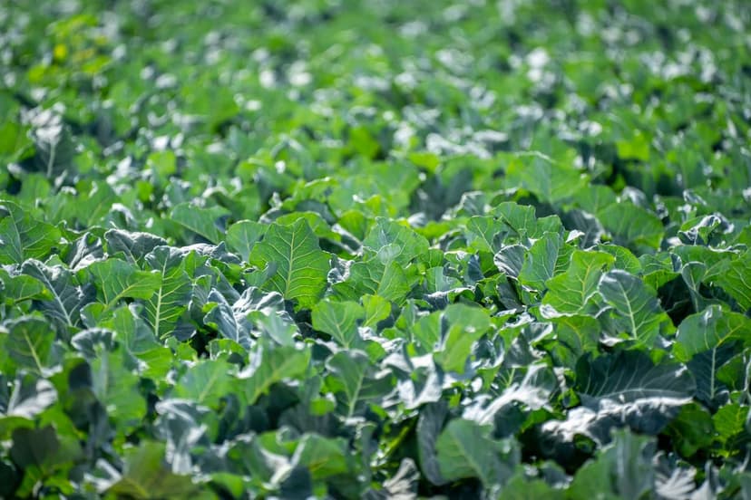 Umweltauswirkungen von Bioprotektoren in der Landwirtschaft