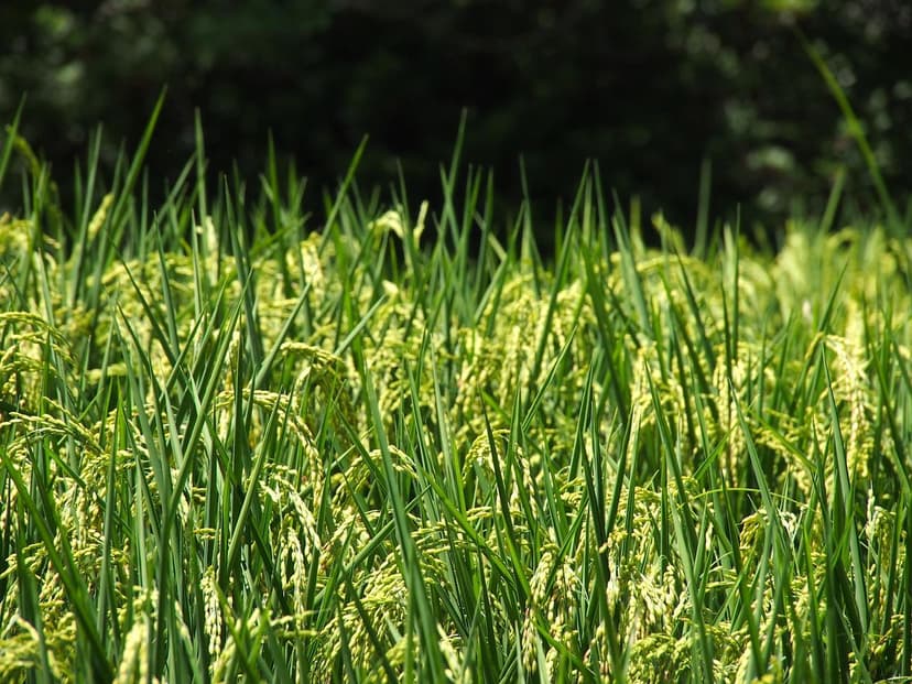 Ecoganic révolutionne l'agriculture et étend sa présence en Amérique l