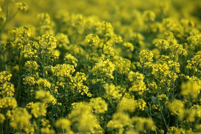 Ultimate Guide to Organic Fertilizers: Benefits, Use and Success Stori