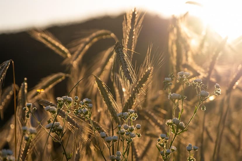 Benefícios de Bioestimulantes no Cultivo de Hortaliças