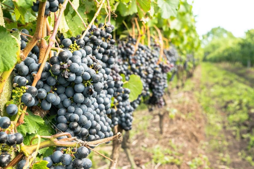 Microrganismi del suolo: aumentano la produttività agricola