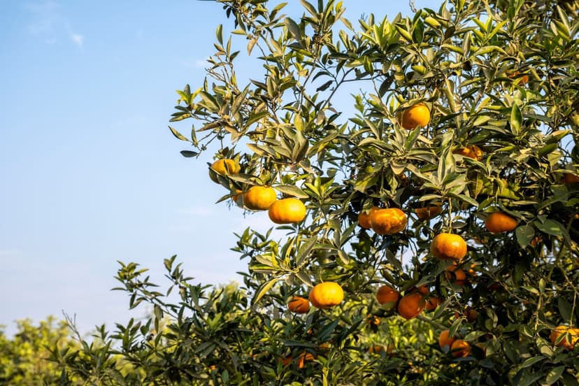 Efectos del estrés hídrico en el cultivo de papa