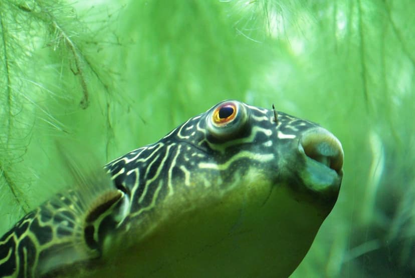 Unicellular Algae to Improve Fruit Set