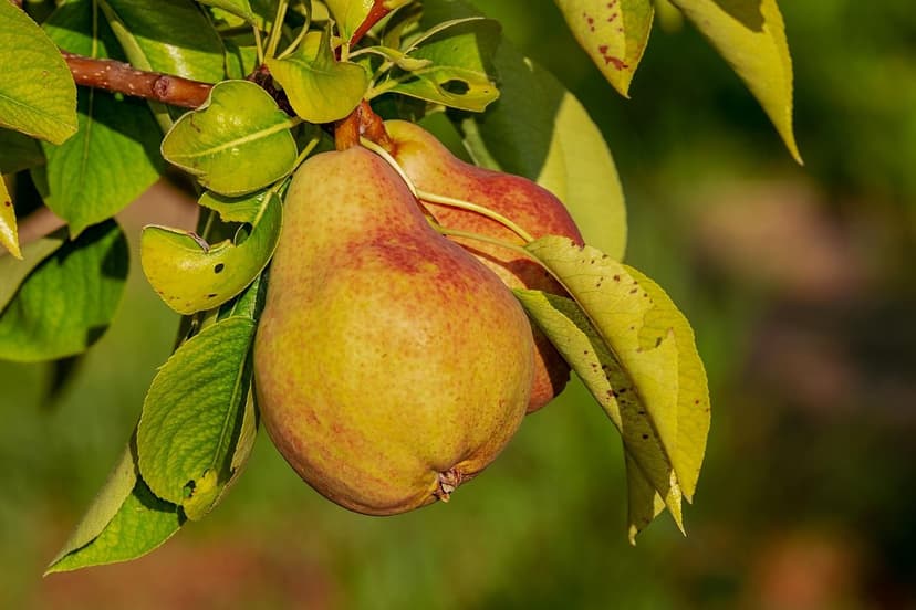 Microorganismos del Suelo en la Agricultura Regenerativa