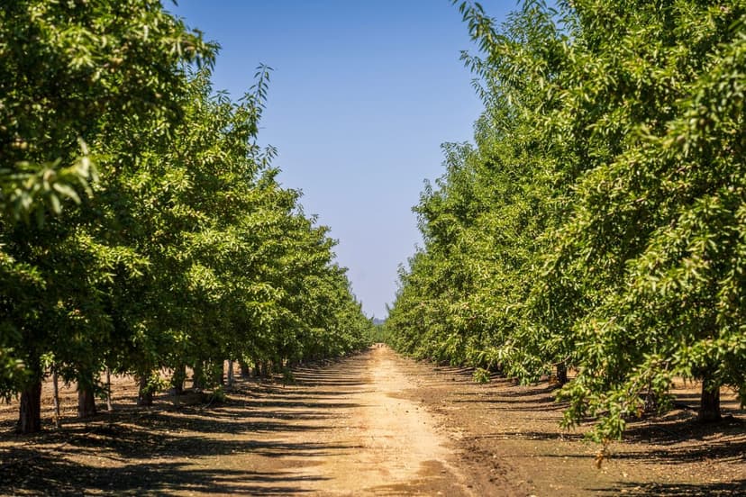 Tecniche di Applicazione dei Biostimolanti negli Alberi da Frutto